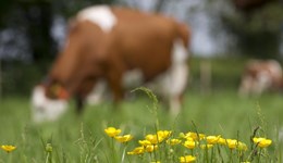 Global milk supplies to stay low despite growth in some regions